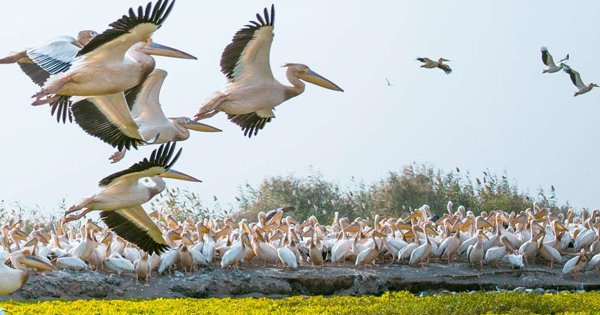 Parc national des oiseaux du Djoudj